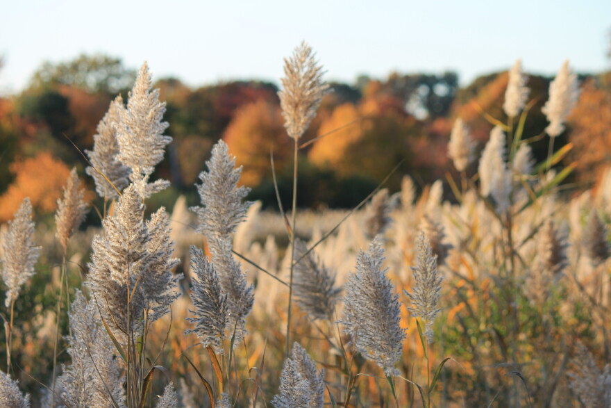 Phragmites is an invasive reed commonly found in Connecticut salt marshes. — Milford, Conn.