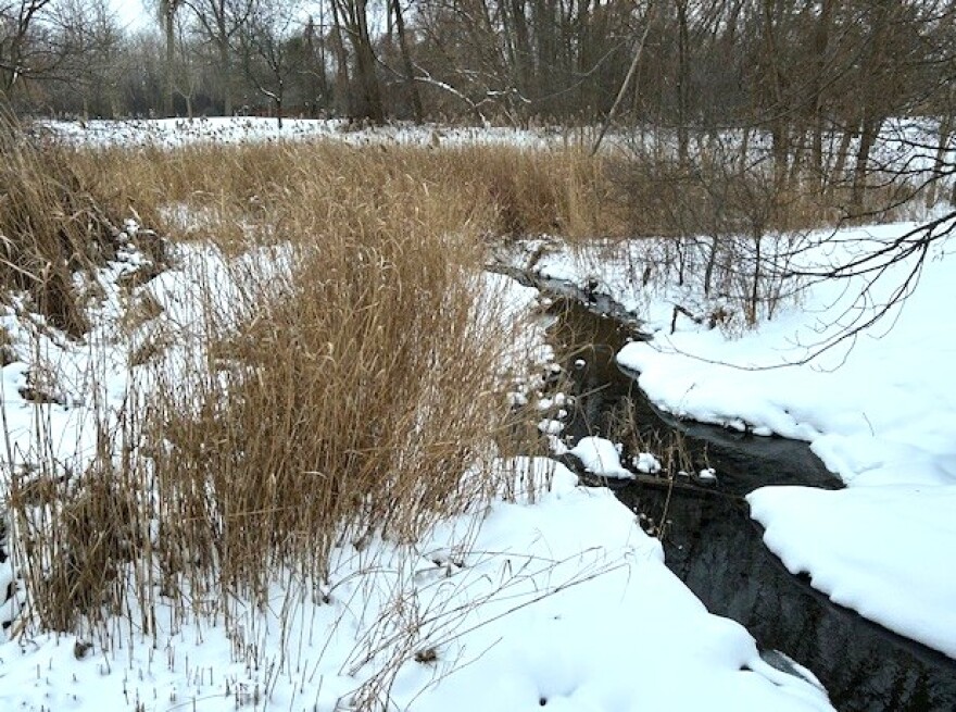 Wetland stream with snow on the banks and cattails and other brush surrounding it.