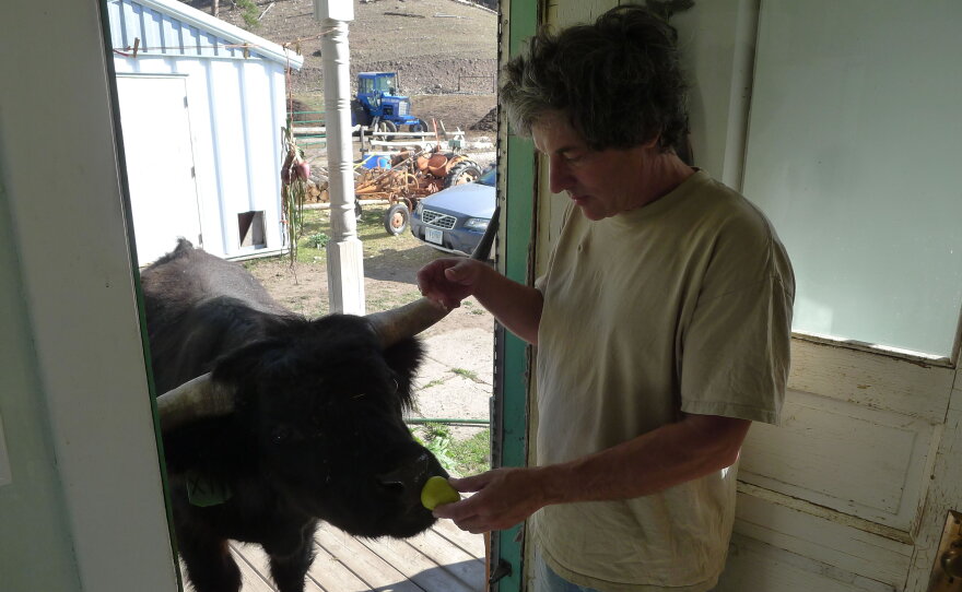 Sam Manno gives his steer Little Bear a treat
