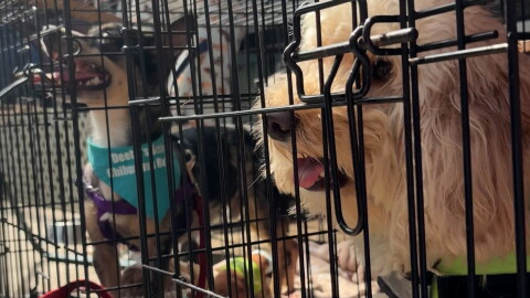 a small brown, black and white dog wearing a blue bandana sits in a wire kennel next to a long-haired, tan dog in a wire kennel