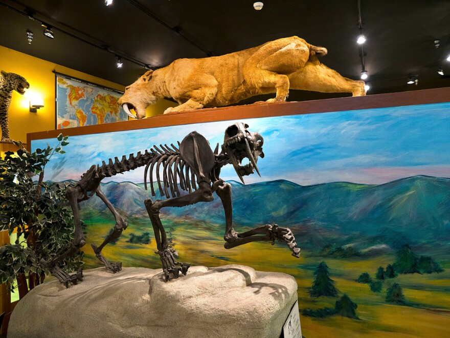 Smilodon populator were big, around twice the size of an African lion.
