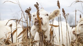 A white cow in the center of the frame reaches its head and neck up to the top of a milo stalk to bite the grain at the top of the plant. 