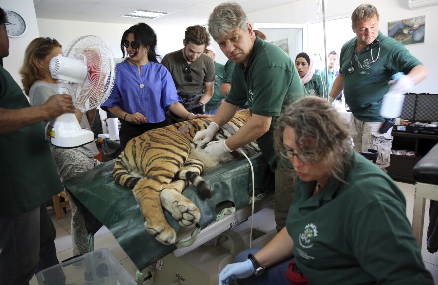 A sedated tiger is examined before being moved to al-Ma'wa wildlife reserve in northern Jordan.