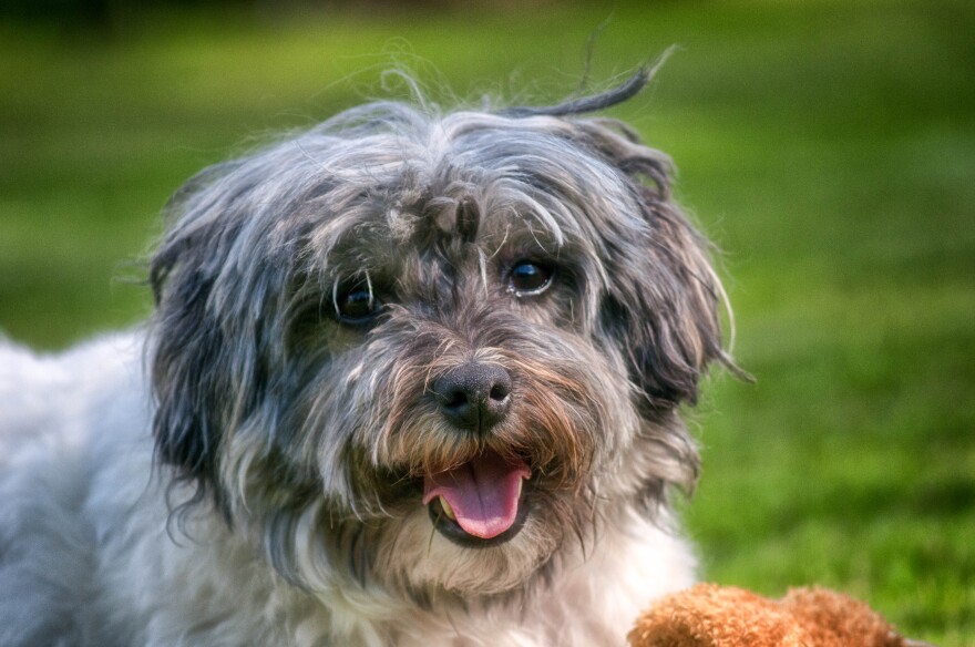 So many adoptable dogs are in need of new homes!