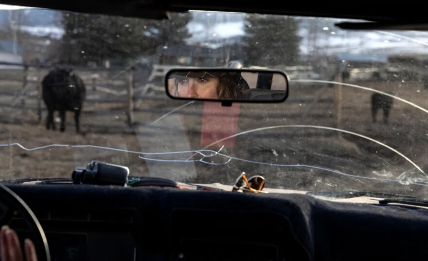 Caitlyn Taussig checks on the cows during calving season on her ranch near Kremmling. “We don’t make very much money. Then stuff like the wolf reintroduction, which is like one more thing to worry about,” Taussig said of keeping an eye on the calves day and night. “It just it feels oppressive at times.”