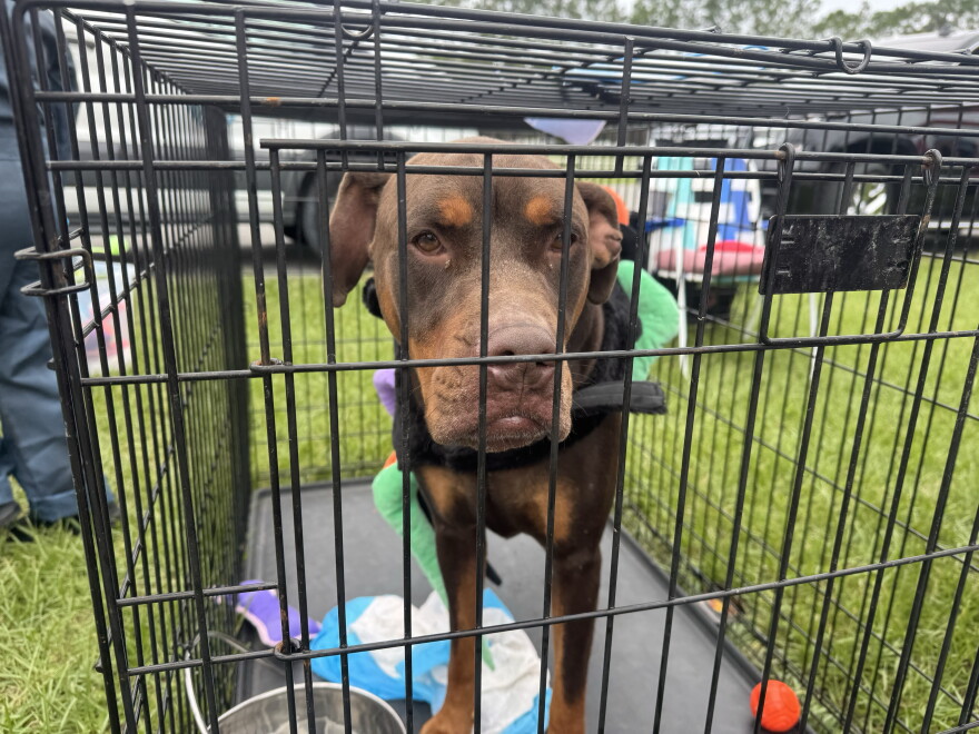 Burt, one of the dogs at the Boo Bash & Barkfest in Clay County, was adopted by a family on Saturday, Oct. 17, 2026. (Arjun Mendiratta/WUFT News)