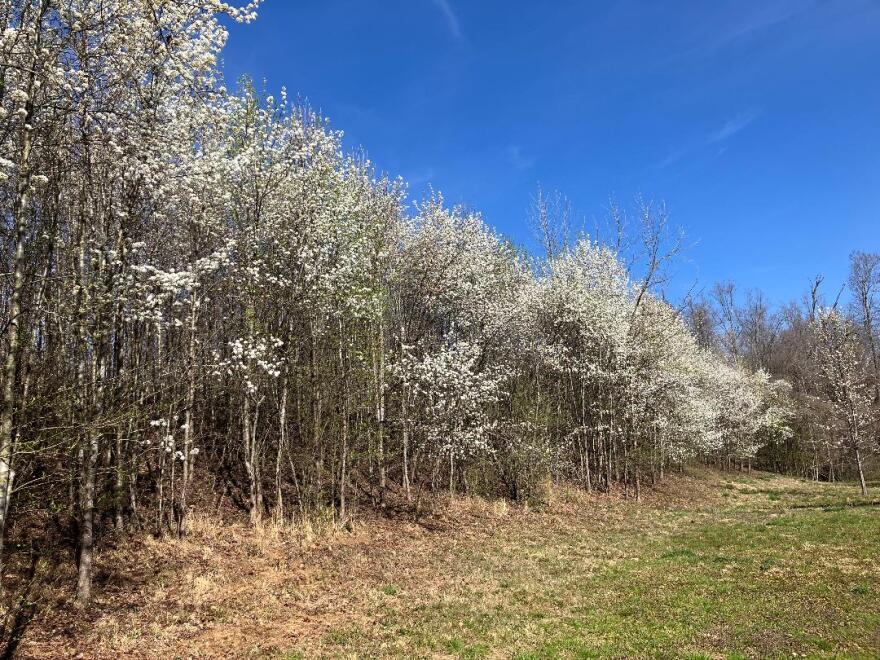 Hearty groves of Callery pear block sunlight to the forest floor, preventing small native trees from growing.