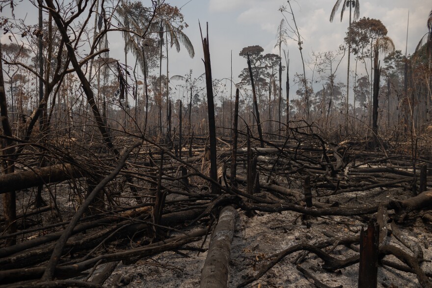 Deforestation In Brazil Is Changing The Weather, Hurting Farms : NPR