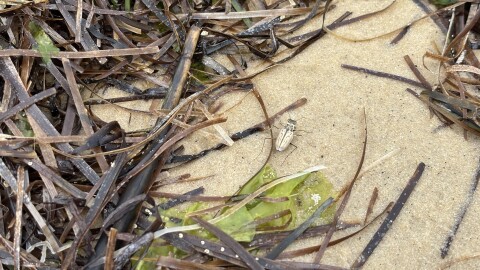 A northeastern beach tiger beetle at Savage Neck Dunes Natural Area Preserve in Cape Charles on Wednesday, July 8, 2026.