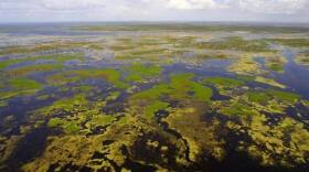 Developer Ron Bergeron has been issued a six-count violation for impacting wetlands around a development in Southwest Ranches. 