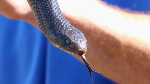 close up of an indigo snake's head with its tongue protruding