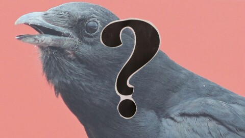 Close-up of a crow with a question mark in the foreground