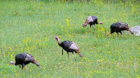 The Indiana Department of Natural Resouces is asking for help counting wild turkeys in July, August.