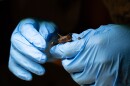 A volunteer at the Bat Conservation & Rescue of Virginia checks a baby big brown bat for body condition and forearm length.