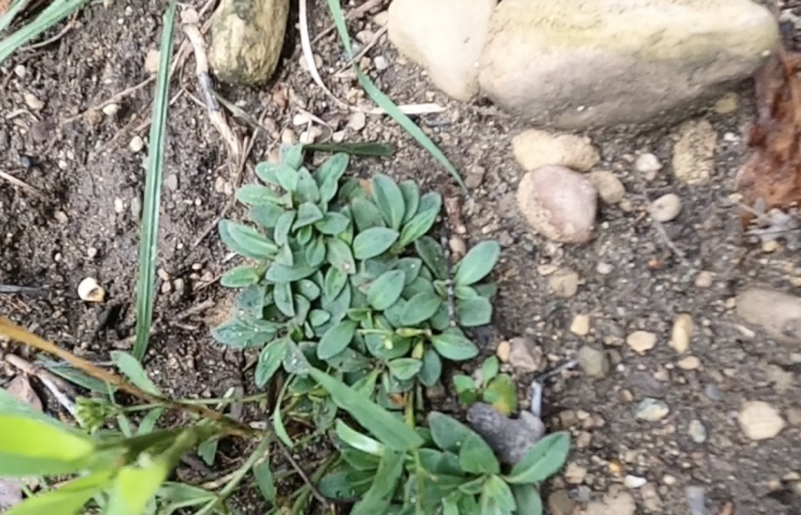 Houstonia canadensis (bluets)