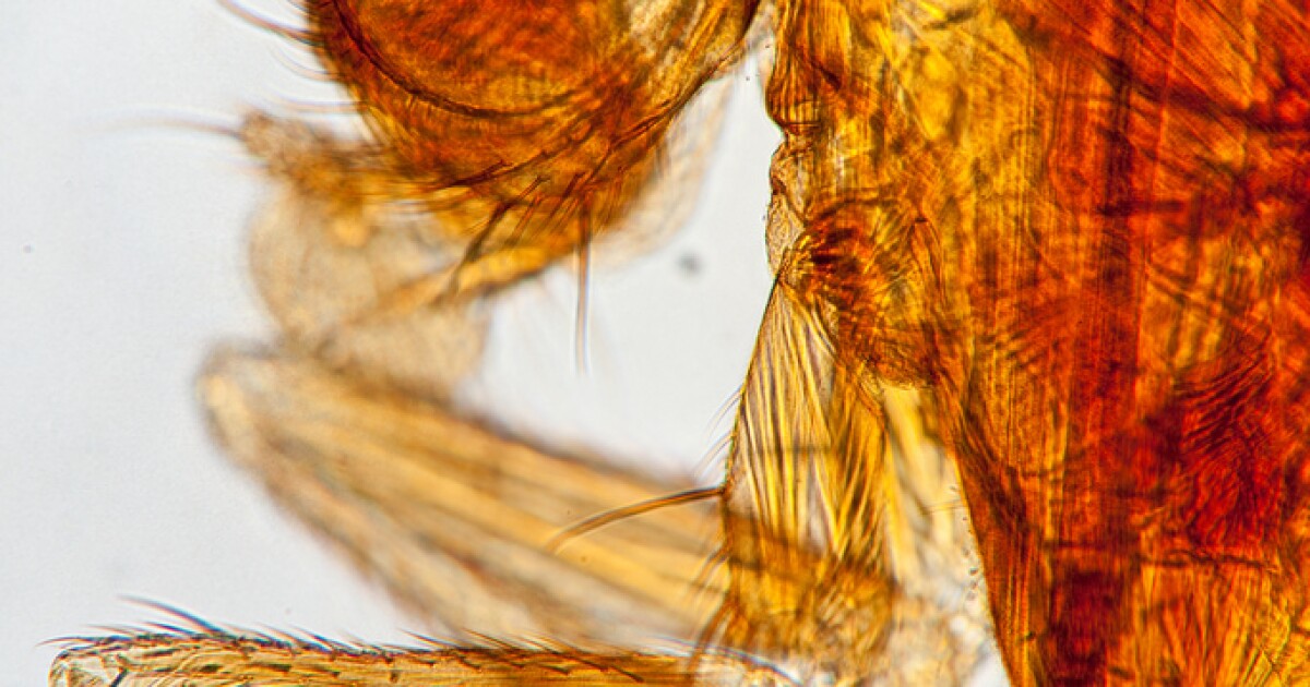 Something Wild As Fresh Fruit Ripens, Fruit Flies Multiply New