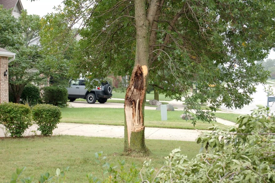 Part of a tree is newly exposed after a branch has been sheared off during a storm. If you're unsure whether to remove the tree, a Purdue University expert advises getting an opinion from a licensed and certified arborist, one who does not also sell tree removal services.