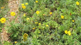 Xeriscaped Yard