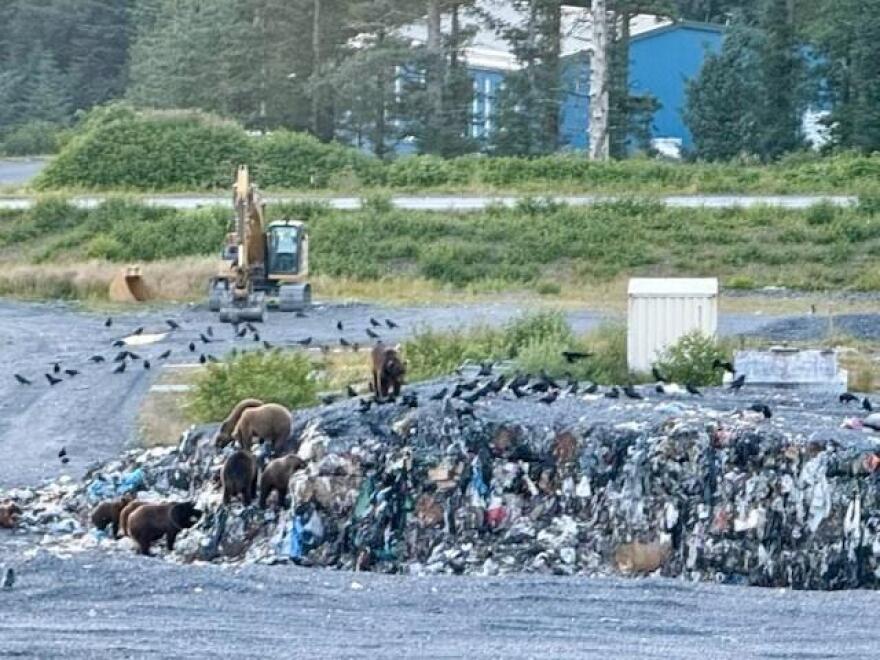 Nine bears rummage for garbage in the Kodiak landfill on July 30, 2026.