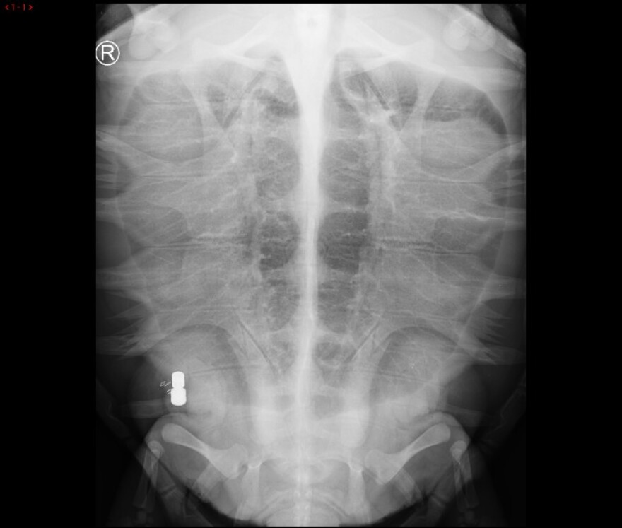acoustic-tag-radiograph-jpg..jpg