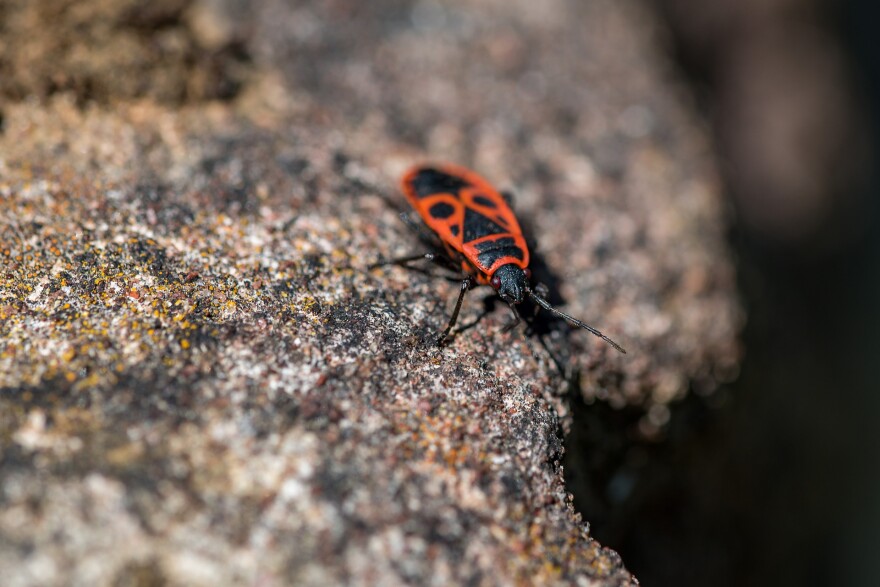 Photo of a firebug