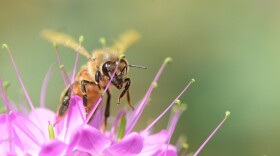 bee on a pink flower up close