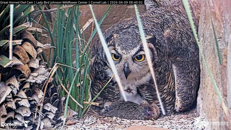 Athena and one of her owlets at the Wildflower Center.