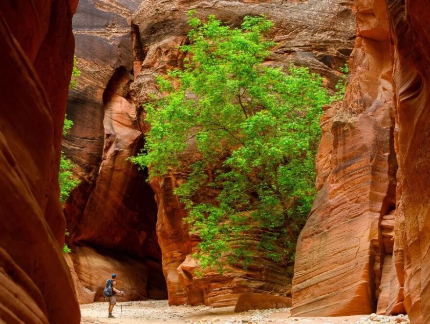 Grand-Escalante Staircase National Monument Canyon