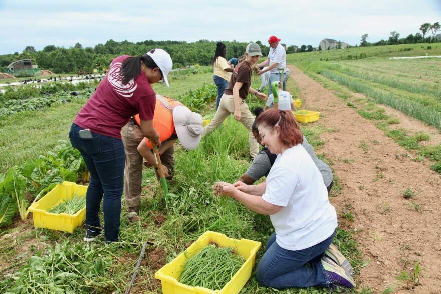 The Red Wiggler Community Farm in Germantown, Md. allows people with and without developmental disabilities to engage in farm-based activities like picking crops. (Courtesy of Woody Woodroof)