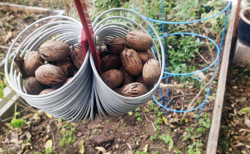 The quality of pecans in Central Texas this season is high.