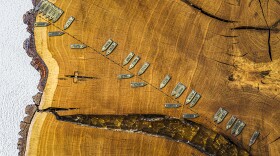 Year rings and date markers