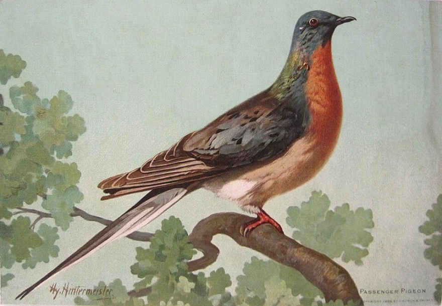 A portrait of a passenger pigeon from 1908. By this point, wild passenger pigeons had already vanished. The last of the species, a captive pigeon named Martha, died in 1914 at the Cincinnati Zoo. (credit: John Henry Hintermeister / Wikimedia Commons)