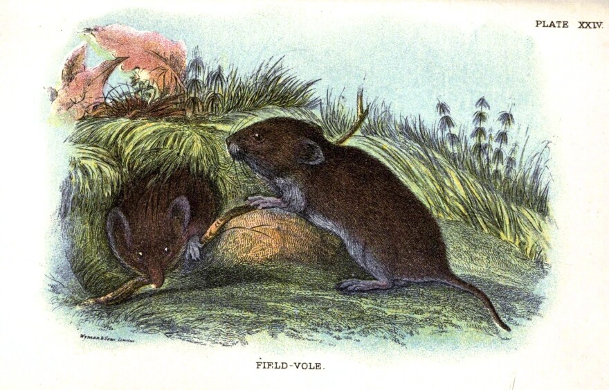 Do Animals Really Mate for Life? | New Hampshire Public Radio Do Animals Really Mate for Life? | New Hampshire Public Radio