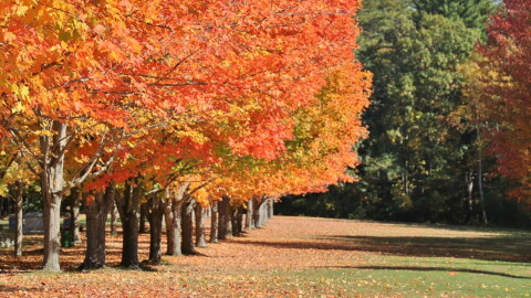 Autumn in Rye, NH. 2022. Dan Tuohy photo.