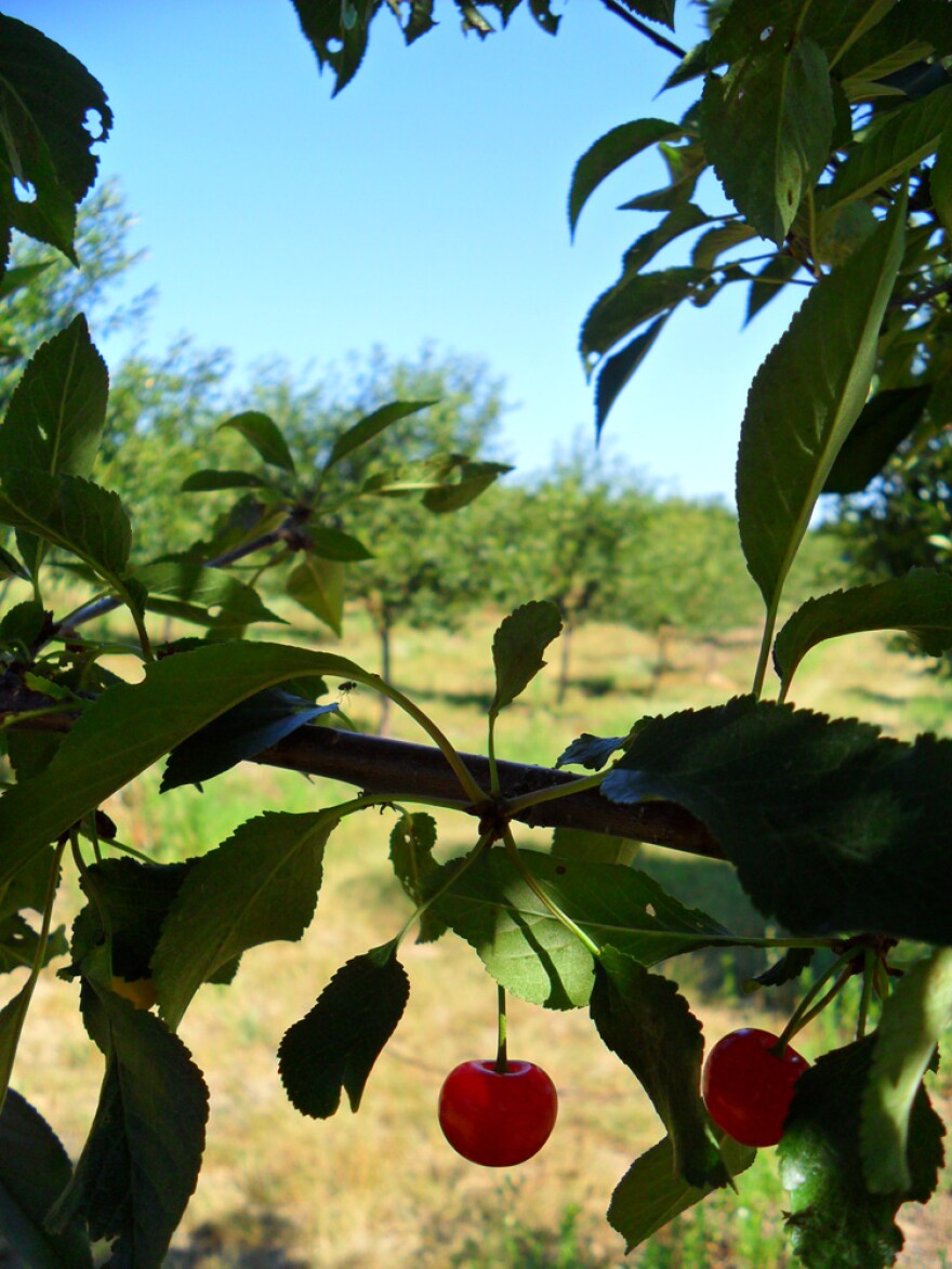 Tart cherries, the main cherry crop in Michigan.