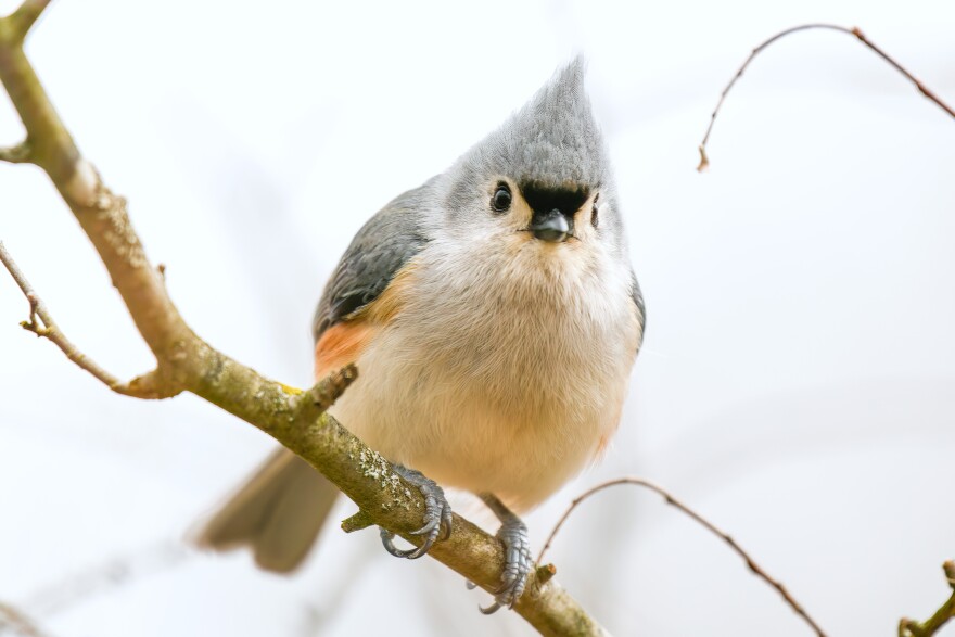 A tufted titmouse spends its winters in Michigan. It's likely to be one of the birds spotted during a trail walk at the Wolf Lake State Fish Hatchery.