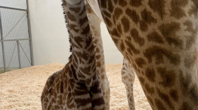 The unnamed baby giraffe was reportedly standing within an hour of delivery, and was nursing through its first night.
