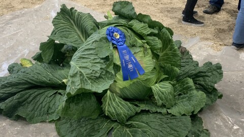 A 113.05-pound cabbage grown by Palmer farmer Scott Robb is adorned with a first-place ribbon at the Alaska State Fair in 2023.