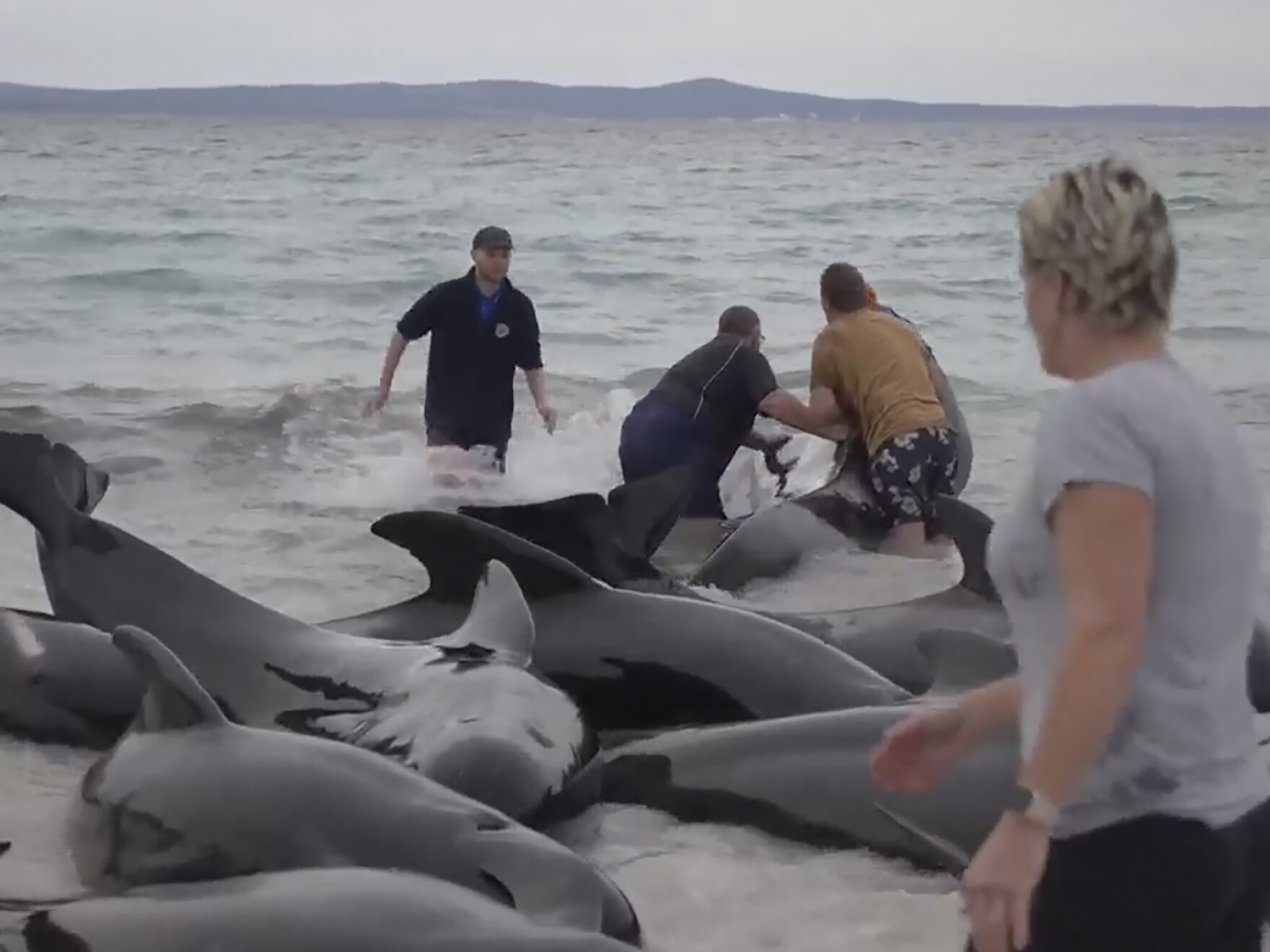 Whale Rescued Rescue efforts are underway for dozens of whales beached along an ...