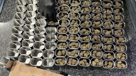  Cannabis being packaged for sale in tins at Greenhouse Farmacy in Missoula, MT.