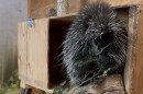 Poppy, a Northern American porcupine, snacks on tree branches in her enclosure at the Center for Wildlife.