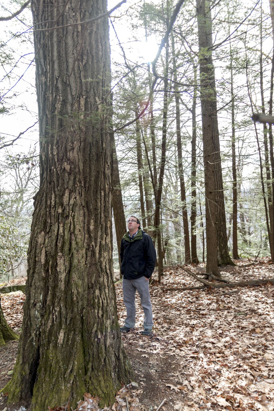 Matt Kasson, WVU, oak tree, oak, Coopers Rock State Forest