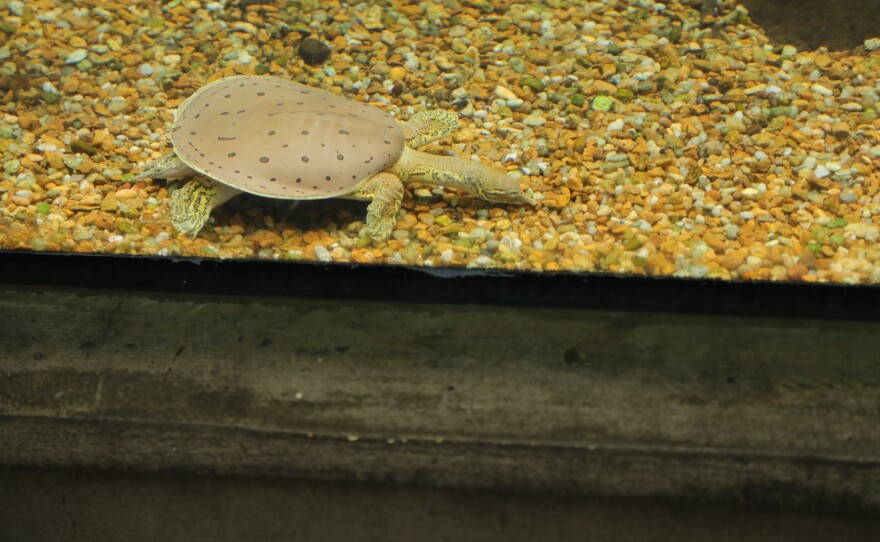 A softshell turtle in the Alabama Aquarium.