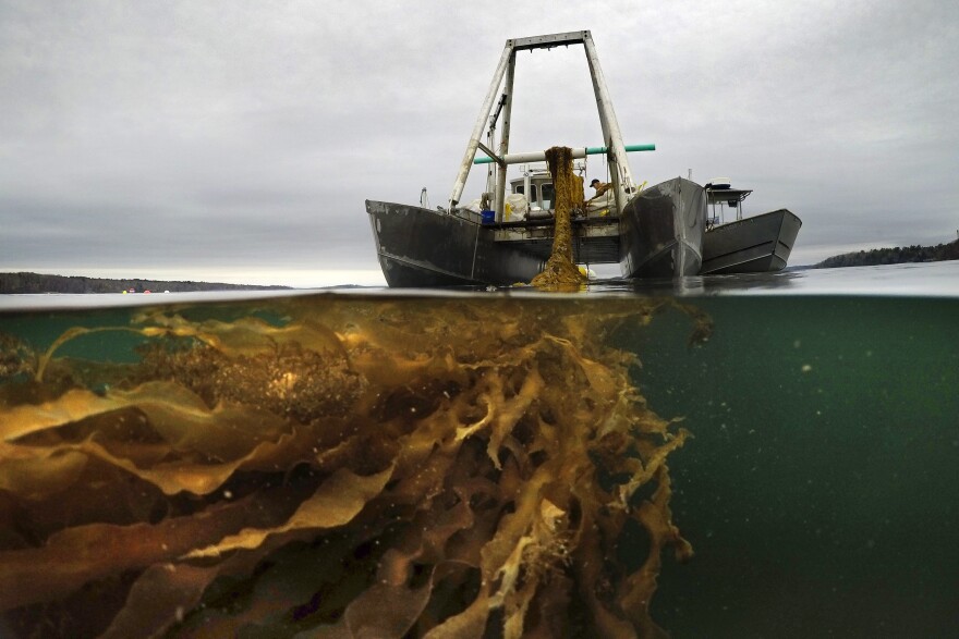 A line of seaweed is hauled aboard a barge for harvesting, Thursday, April 29, 2021, off the coast of Cumberland, Maine. Maine’s seaweed farmers are in the midst of a spring harvest that is almost certain to break state records.