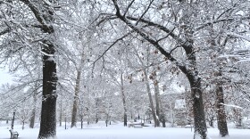 The large, tall trees in Peace Park in downtown Columbia are covered in thick white snow. 