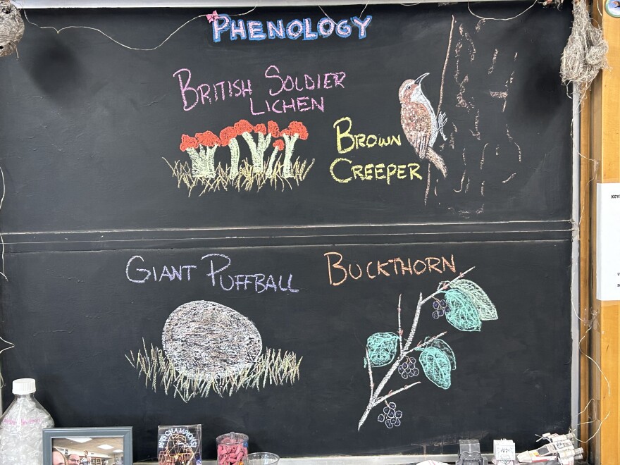 A chalkboard shows illustrations of the weekly phenology topics, including a giant puffball mushroom, buckthorn branch, Brown Creeper bird, and a British soldier lichen.