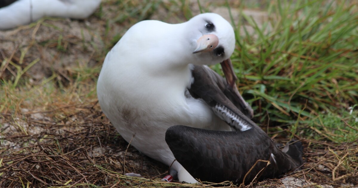 Wisdom The Albatross, World's Oldest Wild Bird, Lays Another Egg KNKX