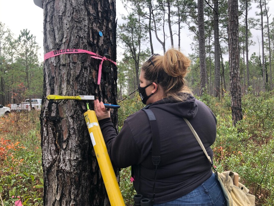 Biologist Aliza Sager checks the GPS coordinates of a pine on Camp Lejeune before using a pole-mounted video camera to examine the inside of a cavity carved by woodpeckers about 40 feet up.