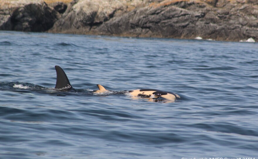 Day 9: The orca mother continues to carry her deceased baby, as the baby's body begins to decompose.