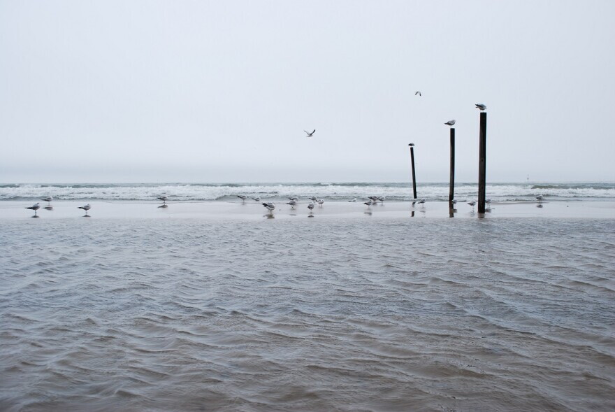Shorebirds along Lake Ontario